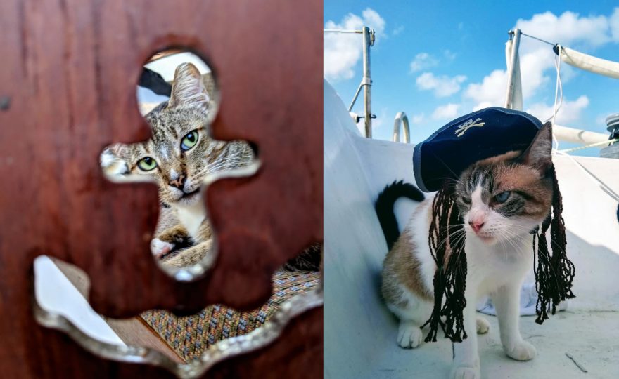 Кошка на яхте