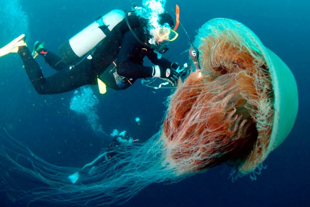 Медуза Цианея
