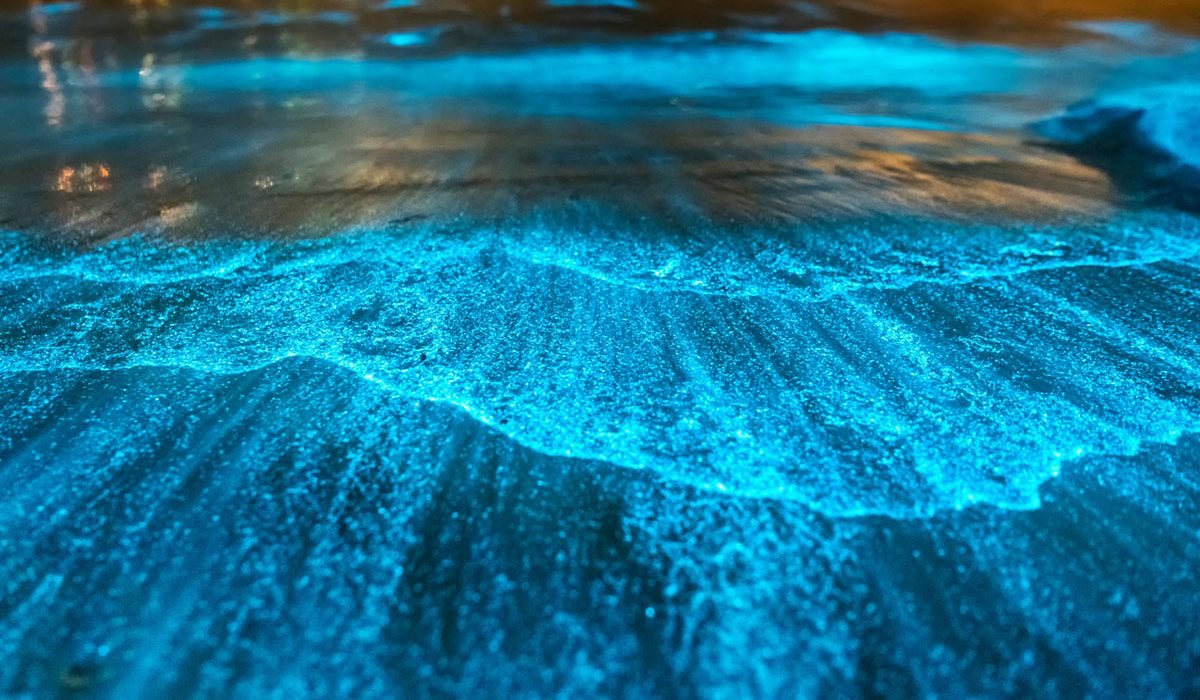 Биолюминесценция: почему океан светится и где это увидеть