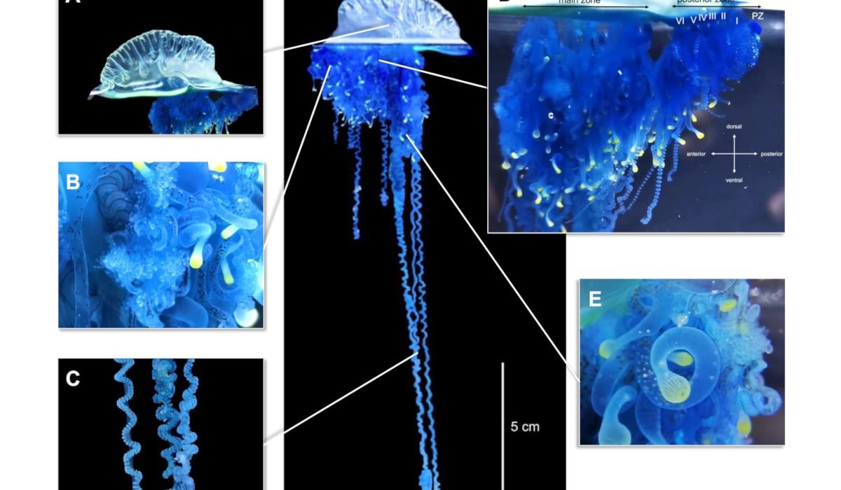 Медуза‑самурай: в Японии нашли новый вид «португальского кораблика»