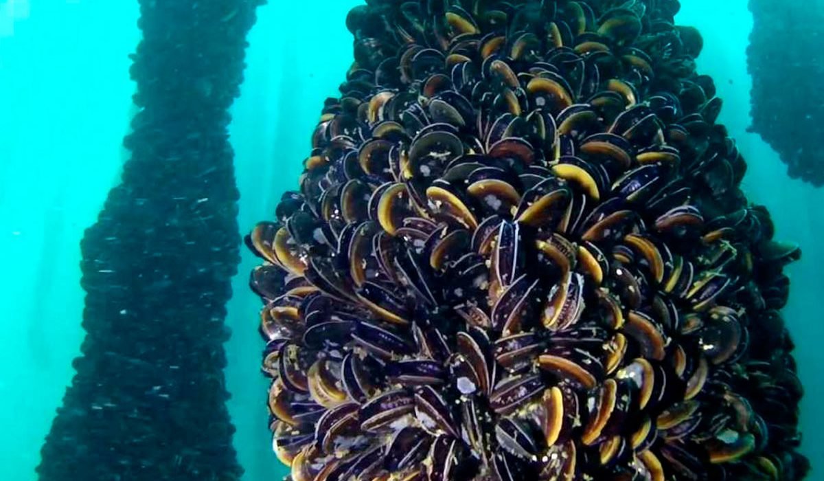 Морские фермеры: как выращивают еду в океане