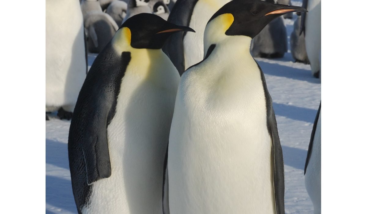 Полярники обнаружили пингвина-героя, выжившего без крыла