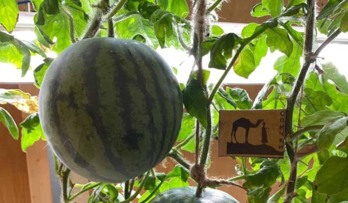 На станции Восток в Антарктиде вырастили более 200 сортов растений