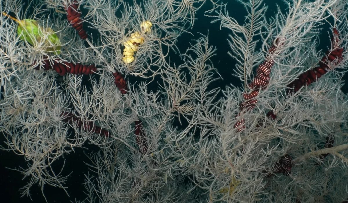 400-летний коралл-гигант обнаружили в Новой Зеландии