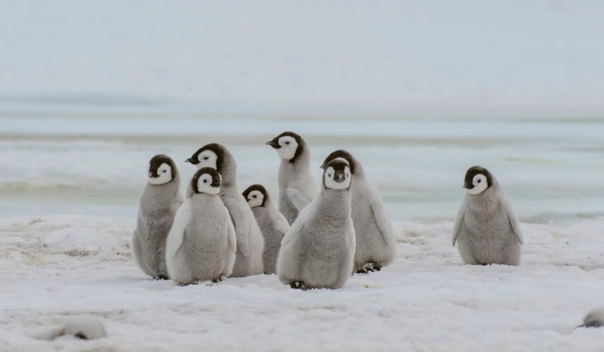 Айсберг заблокировал колонию пингвинов: погибло 14 тысяч птенцов