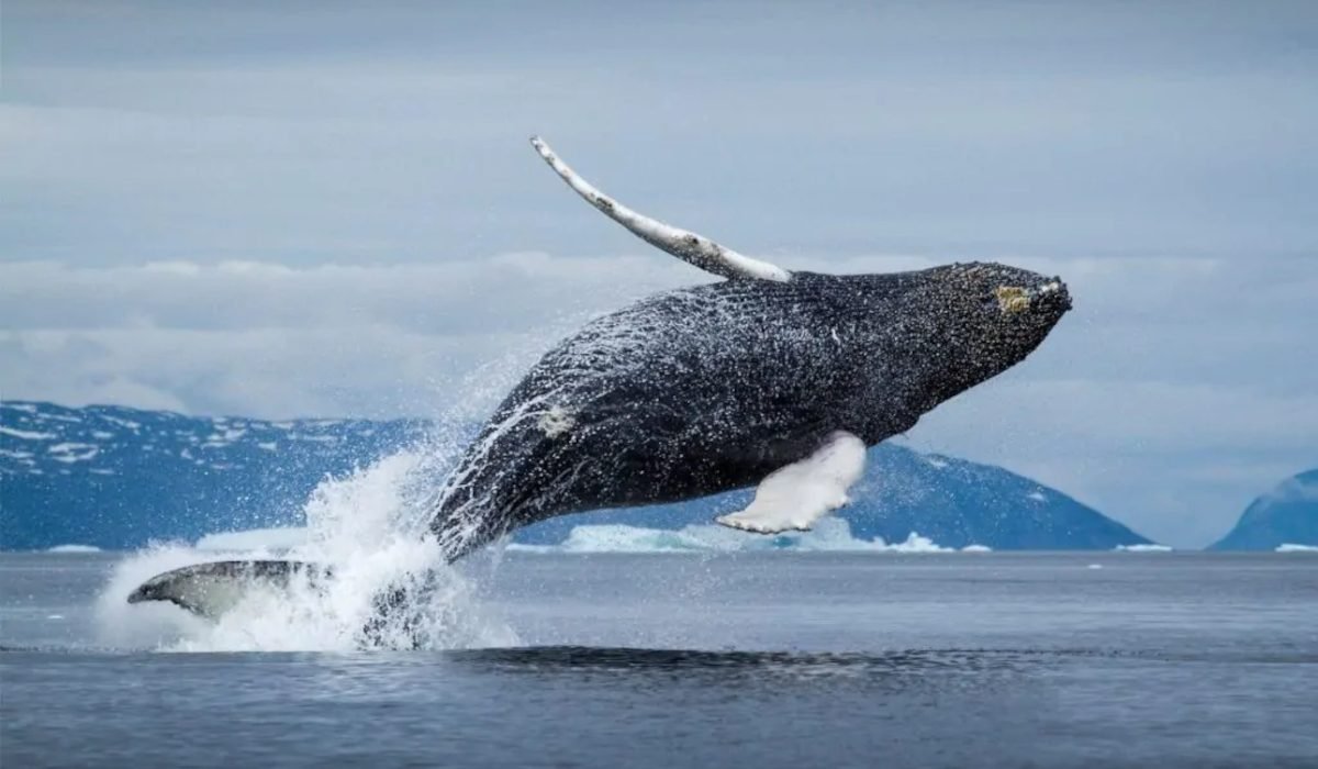 Китам Охотского моря дали имена и составили досье