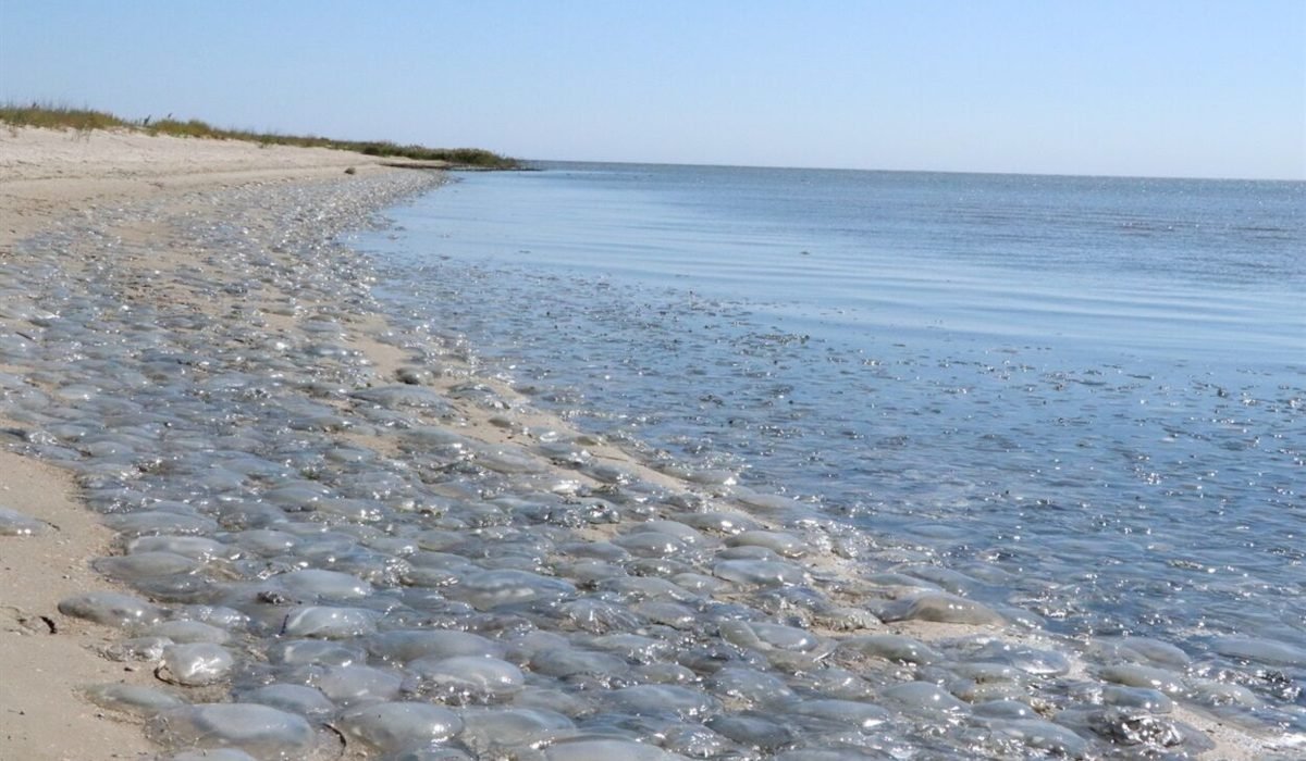 Медуз из Азовского моря будут добывать и перерабатывать в России