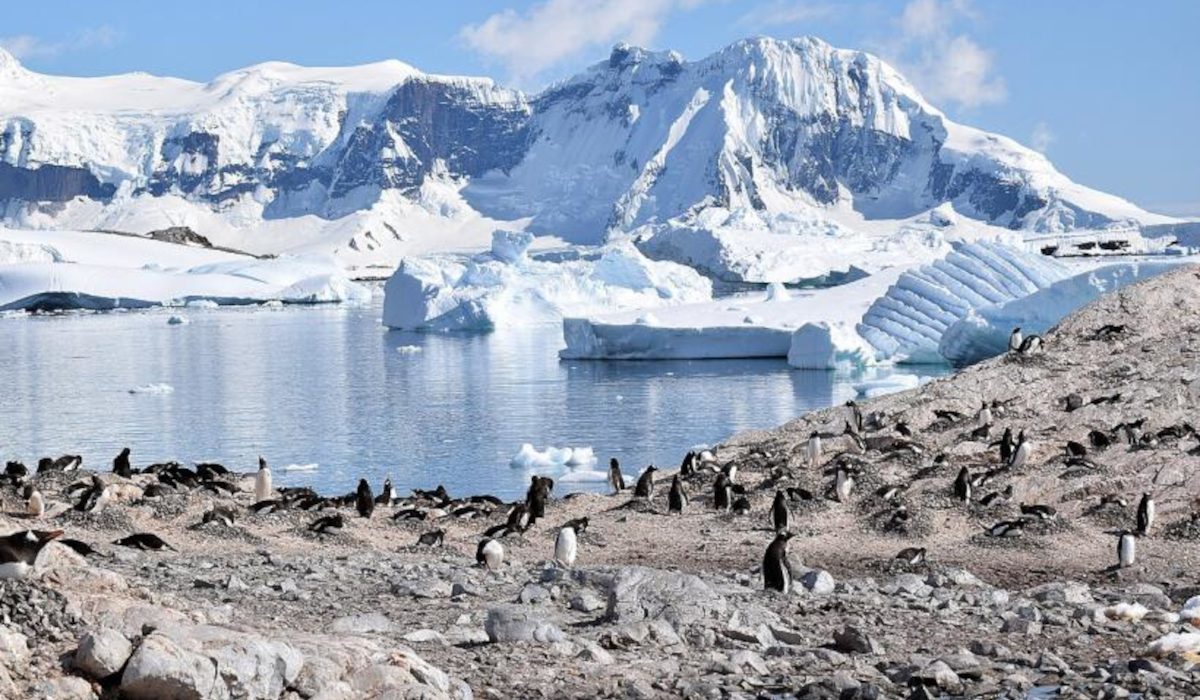 Арктика отдаёт древние тайны: на острове Вильчека найдено кладбище китов