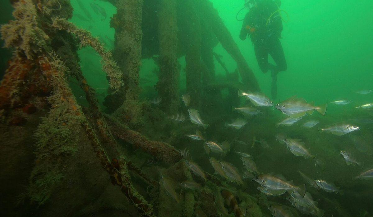 У берегов Ливии нашли кладбище античных кораблей